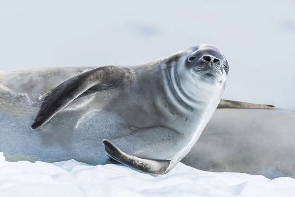 Crabeater Seal (Lobodon Carcinophaga) On Ice Looking At Camera; Antarctica