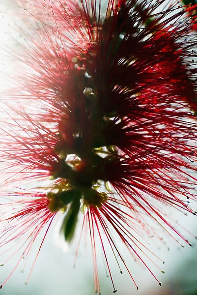 Crimson Bottlebrush (Callistemon Citrinus), Close-Up Of Blossom