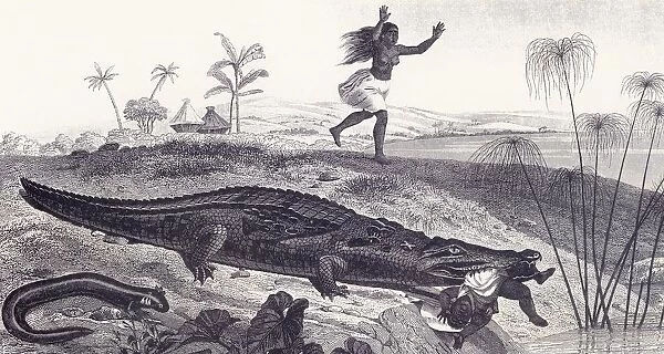 A Crocodile Snatches A Child From An African Village. From A 19Th Century Print