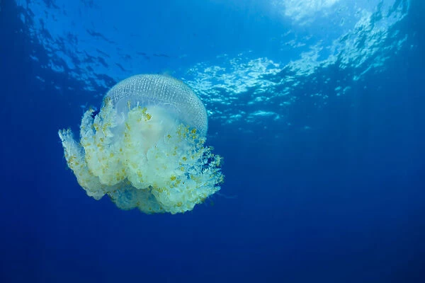 Crown Jellyfish, Cephea cephea, Hawaii, USA