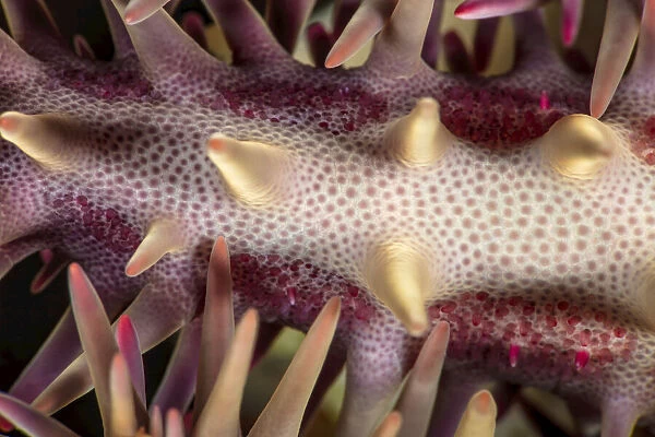 Detail of a crown of thorns starfish (Acanthaster planci), Hawaii, USA