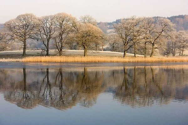 Cumbria, England; Lake Scenic With Autumn Trees Reflected In Water
