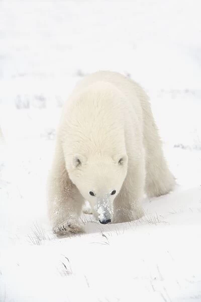 Curious Young Polar Bear (Ursus Maritimus) Exploring; Churchill, Manitoba, Canada