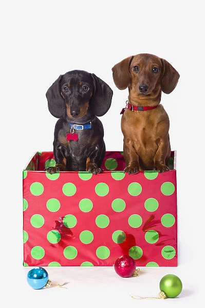 Two Dachshund Puppies Inside A Polka Dot Christmas Gift Box