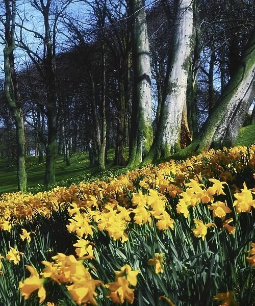 Daffodils (Narcissus); Flowers In A Forest