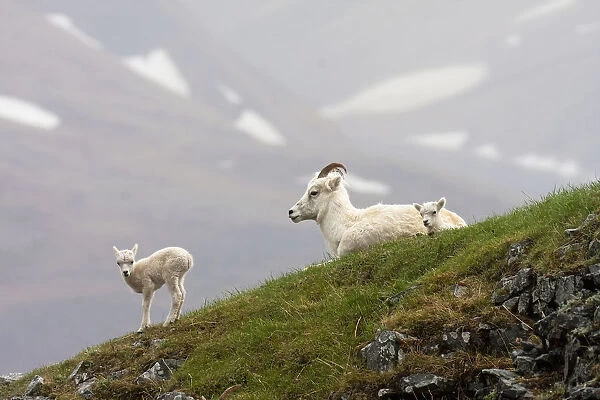 Dall Sheep Ewe And Her Lamb (Ovis Dalli Dalli) In Denali National Park, Interior Alaska
