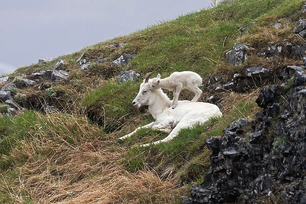 Dall Sheep (Ovis Dalli Dalli) Lamb Plays On Top Of Its Mother In Denali National Park, Interior Alaska