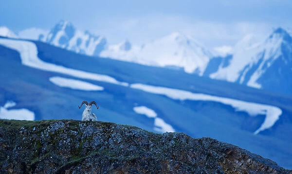 Dall Sheep (Ovis Dalli) Resting Atop A Ridgetop At Polychrome Pass In Denali National Park And Preserve; Alaska, United States Of America