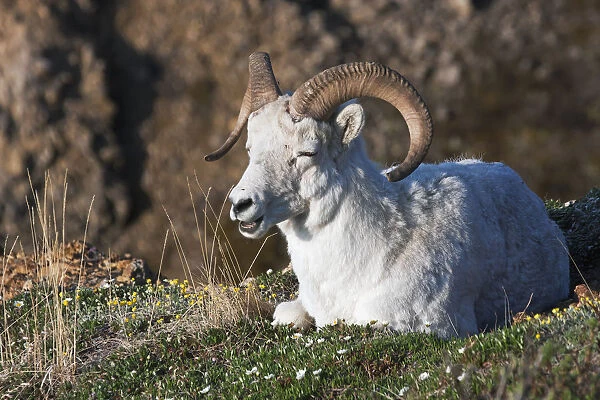 Dall Sheep Ram (Ovis Dalli Dalli) Lying On A Hillside In Denali National Park, Interior Alaska