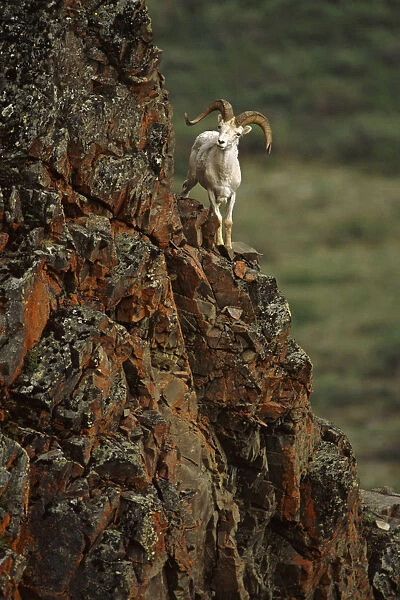 Dall Sheep Rams Perched On Rock Ledge Denali Np In Ak Summer