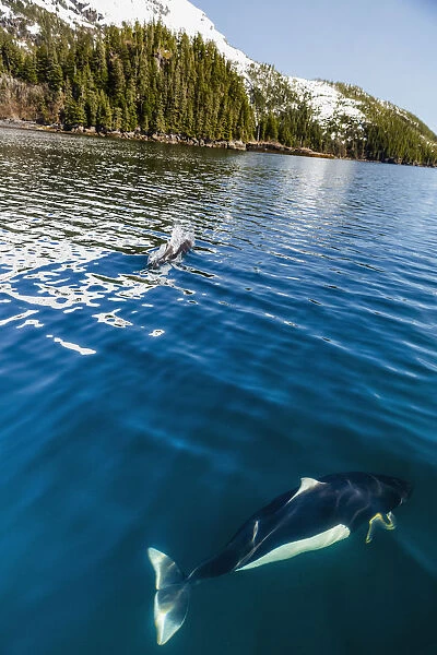 Dalls Porpoises Swimming At The Surface Of The Ocean, Prince William Sound, Whittier, Southcentral Alaska, USA, Winter