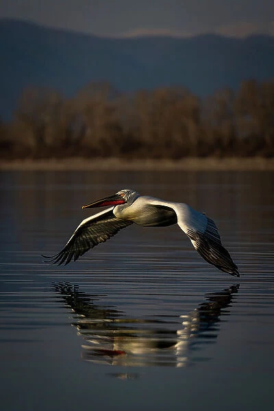 Dalmatian pelican flying low over calm waters