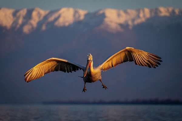 Dalmatian pelican hovers in mid-air over lake
