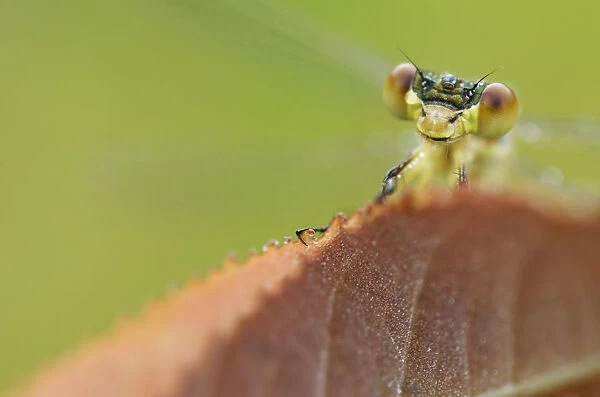 Damselfly Perched On A Leaf; Les Cedres, Quebec, Canada