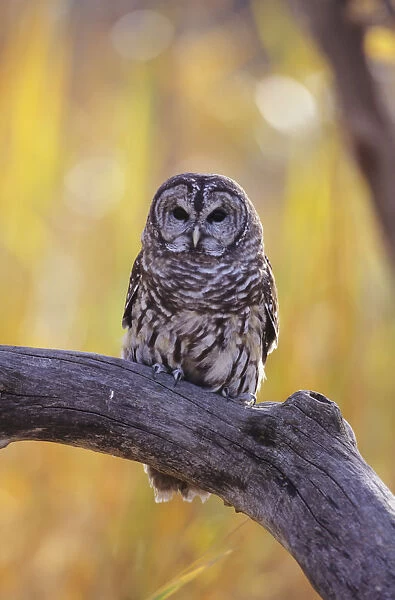 Dark Eyed Barred Owl (Strix Varia) perching on cottonwood tree; North America