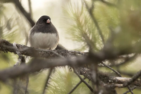 Dark-Eyed Junco (Junco hyemalis) perched on a branch in a conifer tree; Whitehorse, Yukon, Canada