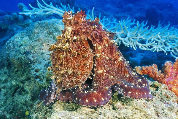 Day Octopus (Octopus Cyanea) on coral; Fiji