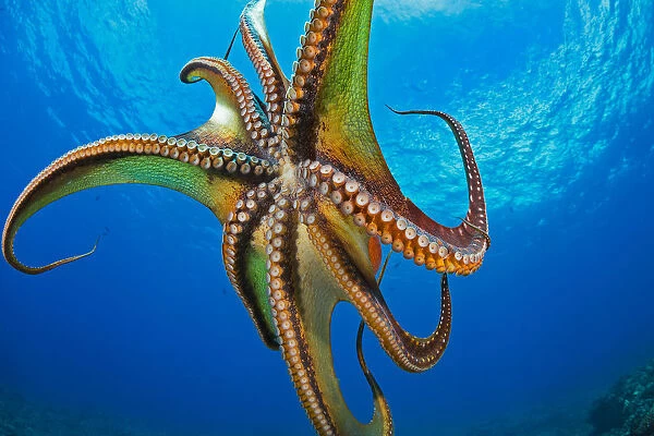 Day Octopus (Octopus Cyanea) In Mid-Water; Hawaii, United States Of America