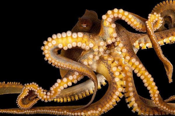 Day octopus portrait