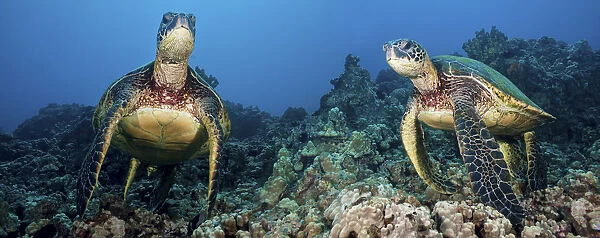 [Dc] Hawaii, Green Sea Turtles (Chelonia Mydas), An Endangered Species