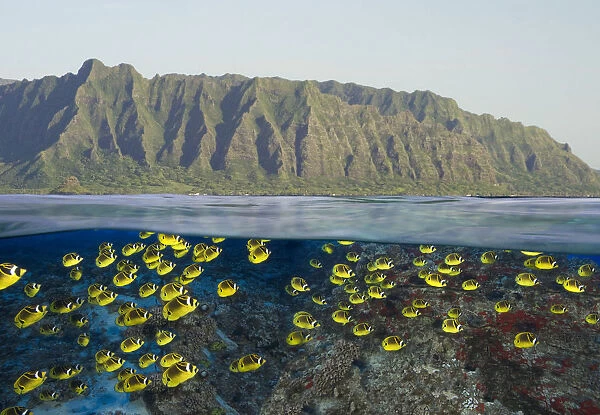 [Dc] Hawaii, Oahu, Split View Of A School Of Racoon Butterflyfish (Chaetodon Lunula) Along Reef And Mountain Range
