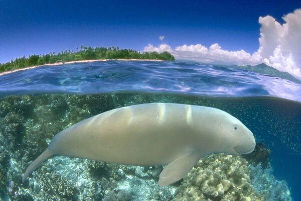 [Dc] Indonesia, Over  /  Under Dugong (Dugong Dugon) Close-Up, Blue Skies And Island Background Side View B1975