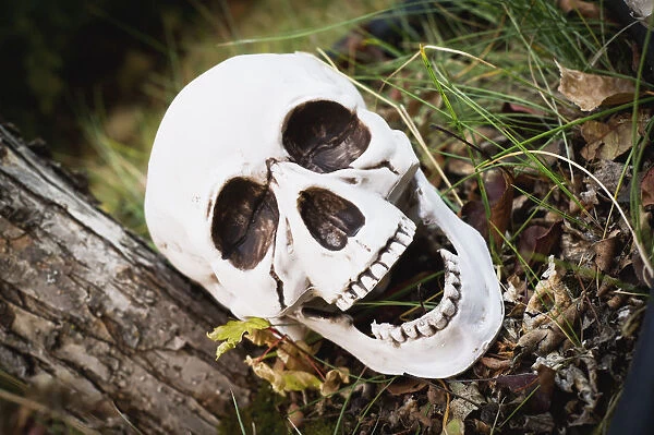 Decorative skull at halloween; Millet alberta canada