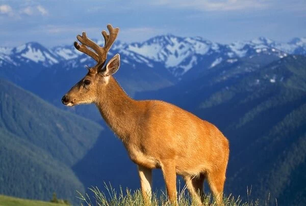 Deer With Antlers, Mountain Range In Background, Olympic National Park