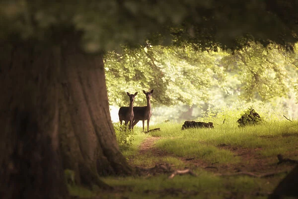 Two Deer Standing Together Under A Large Tree With Sunlight Illuminating The Foliage; Yorkshire, England