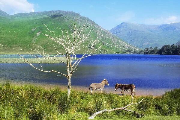 Delphi Valley, Co Mayo, Ireland; Donkeys Standing By A Still Water