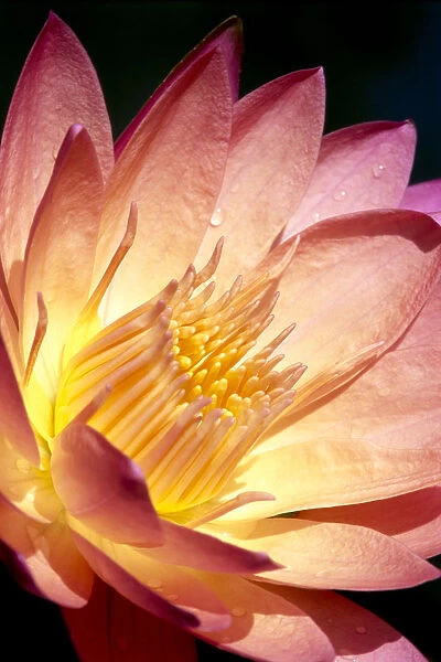 Detailed Image Of Pink Water Lily With Yellow Inside, Extreme Close-Up