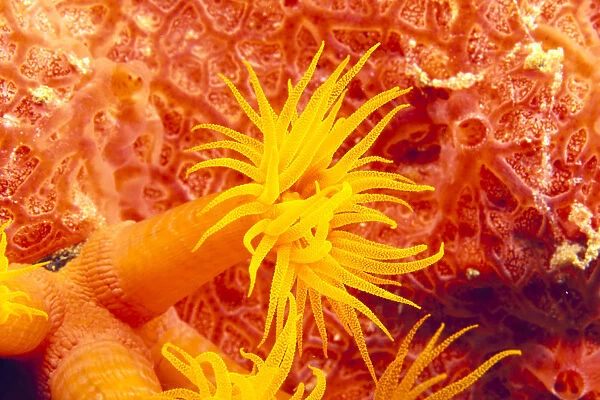 Detailed View Of Orange Tube Coral (Tubastrea Faulneri)