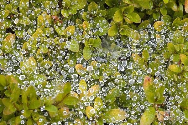 Dew On A Bush