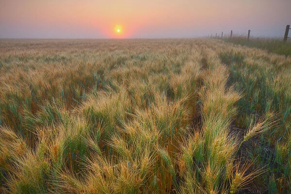 Dew Covered Ripening Barley Before A Foggy Sunrise, North Of Edmonton, Alberta