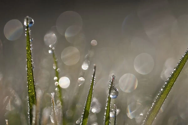 Dew Sparkles In The Grass; Astoria, Oregon, United States Of America