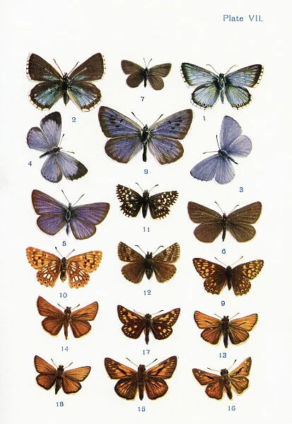 Different Types Of Butterflies. Illustration By W. s. furneaux. From The Book Butterflies, Moths And Other Insects And Creatures Of The Countryside. Published 1927