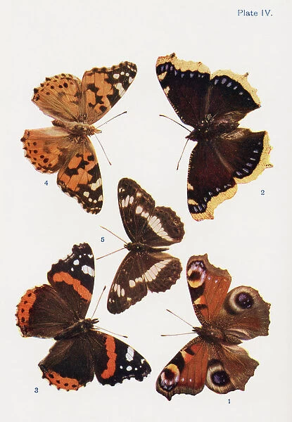 Different Types Of Butterflies. Illustration By W. s. furneaux. From The Book Butterflies, Moths And Other Insects And Creatures Of The Countryside. Published 1927