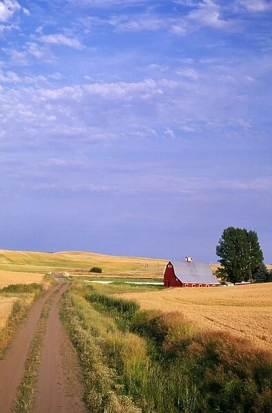 Dirt Road Through Wheat Field