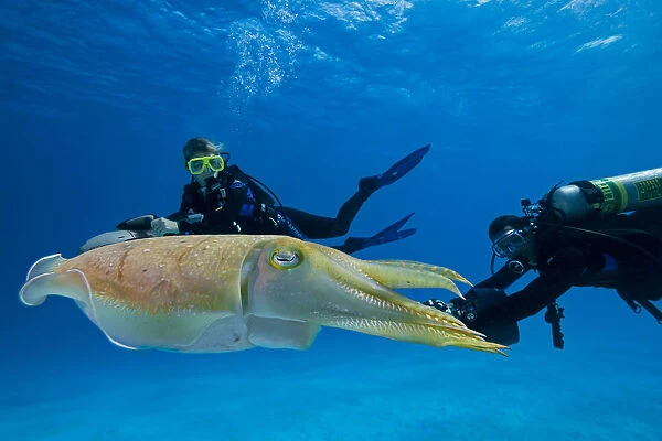 Divers On Underwater Scooters And A Common Cuttlefish (Sepia Officinalis); Palau, Micronesia