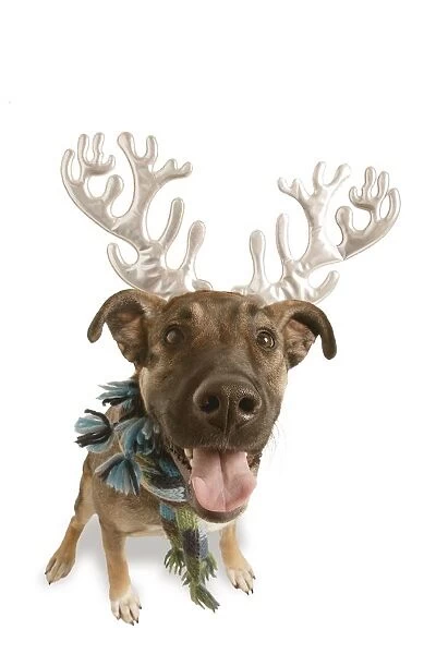 Dog With Antlers