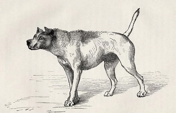 Dog Approaching Another Dog With Hostile Intentions. Illustration By Mr Riviere From The Book The Expression Of The Emotions In Man And Animals By Charles Darwin, From The Popular Edition Published 1904