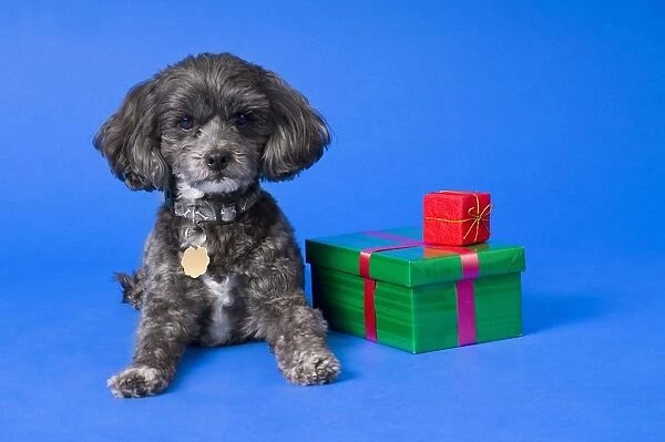 A Dog With Some Gifts