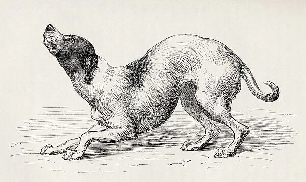 Dog In A Humble And Affectionate Frame Of Mind. Illustration By Mr Riviere From The Book The Expression Of The Emotions In Man And Animals By Charles Darwin, From The Popular Edition Published 1904