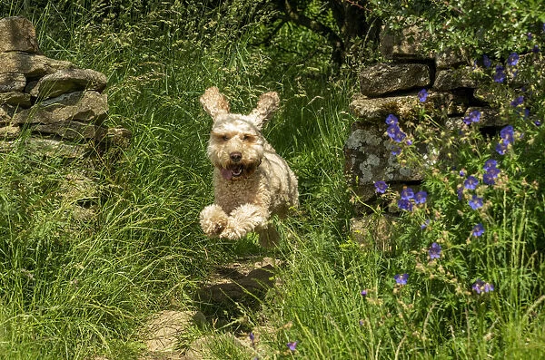Dog leaping down a garden path