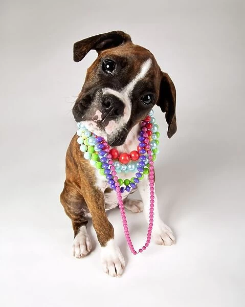 Dog With Necklaces