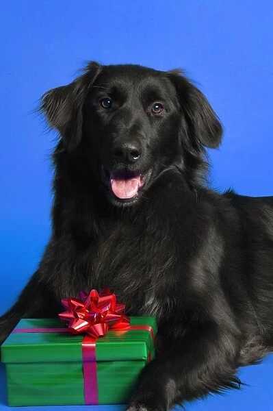 Dog With Present