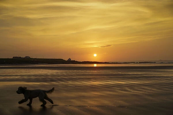 A Dog Runs Across A Wet Beach With The Golden Sun Setting In An Orange Sky Along The Coast And Bamburgh Castle In The Distance; Bamburgh, Northumberland, England