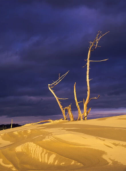 Dramatic Light Strikes The Sand Dunes With Storm Clouds Overhead, Oregon Dunes National Recreation Area; Lakeside, Oregon, United States Of America