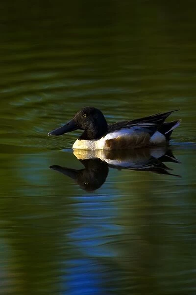 Duck Swimming In The Water