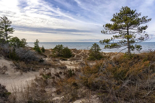 The dunes and trees along the shores of Lake Huron in Ontario; Grand Bend, Ontario, Canada